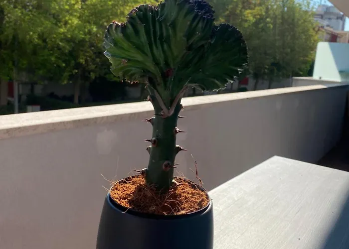 Casettadellafotografia 세니갈리아